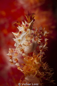 Candy crab on soft coral by Volker Lonz 